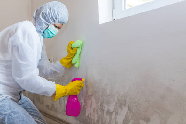 Mold Remediation for Rental Properties in East Palo Alto, CA